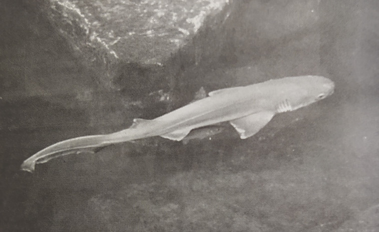 Hace 25 años | Un tiburón, primer habitante de la Casa de los Peces, y rodaje en Labañou