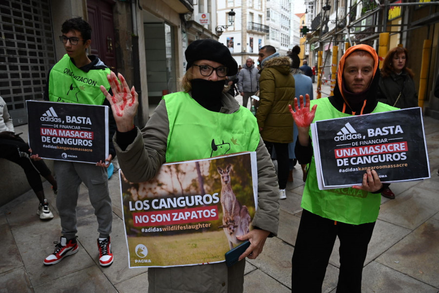 A Coruña pide protección para los canguros australianos