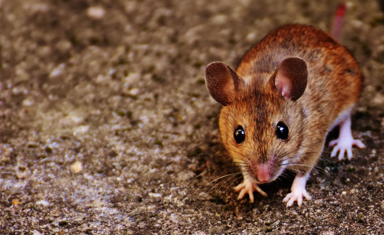 Los científicos demuestran que la ratita presumida no es solo un cuento