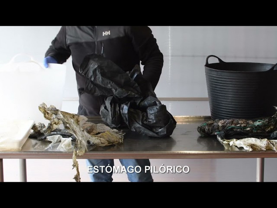 La Cemma muestra todo el plástico que se halló en el interior de un cetáceo varado en A Coruña