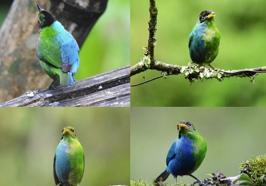 Avistan en Colombia un raro ejemplar de un pájaro mitad macho y mitad hembra