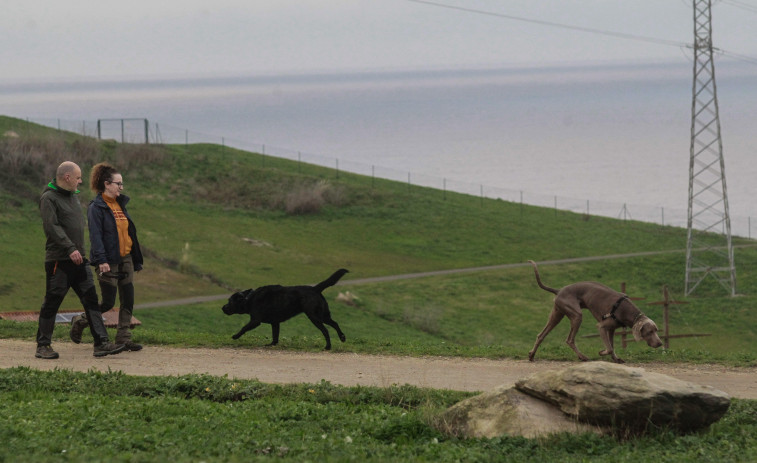 La población canina de A Coruña crece de forma continua y llega al récord de 31.906 ejemplares