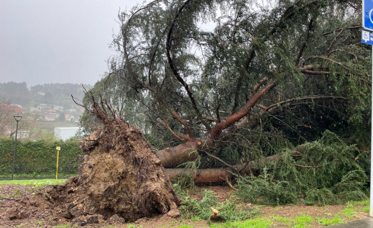 El temporal derriba un árbol de grandes dimensiones en A Barcala