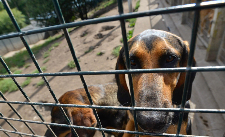España es uno de los países europeos que registra mayores tasas de abandono de perros