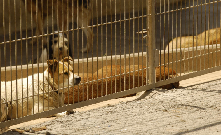 La Xunta dará ayudas de 150 euros para la adopción de mascotas de los centros de acogida