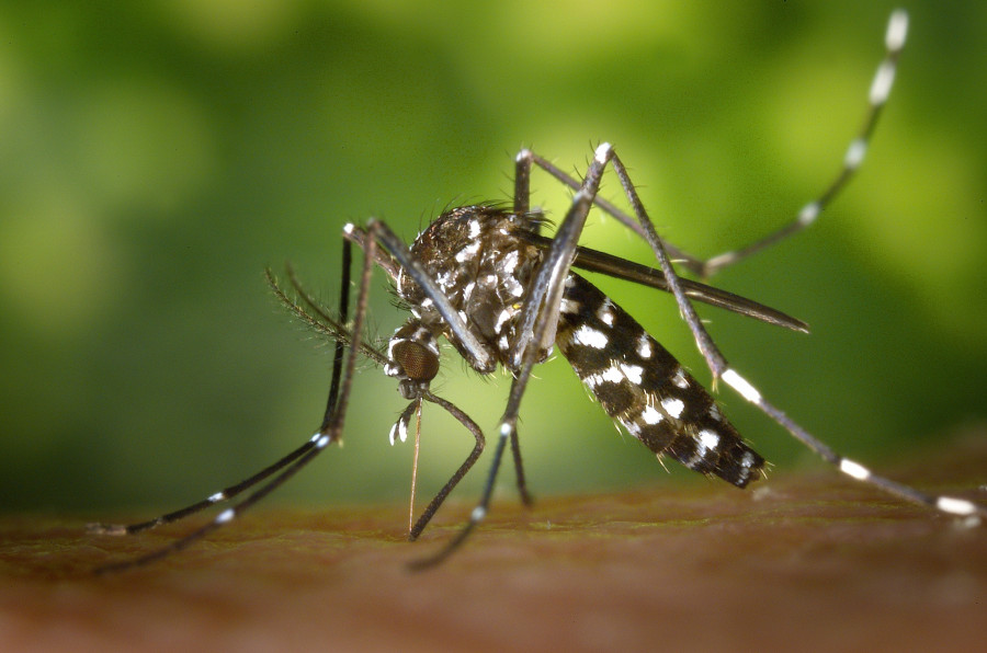 Sanidade no tiene constancia de la presencia de mosquito tigre en Galicia
