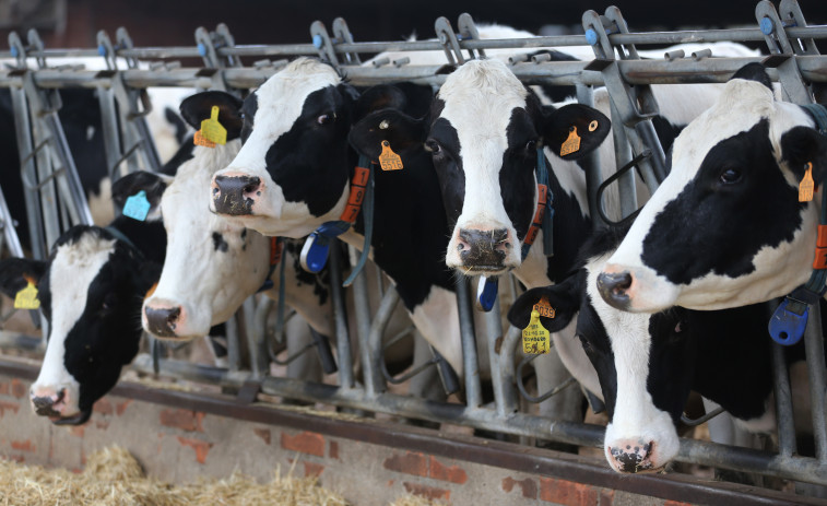 Calculan que las vacas producen hasta un 20% menos de leche por la sequía