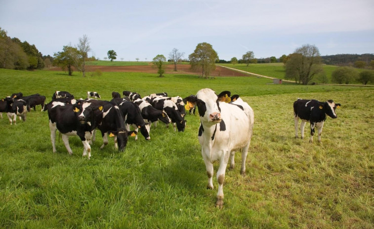Confirman la muerte de nueve vacas en Rois tras ingerir burundanga