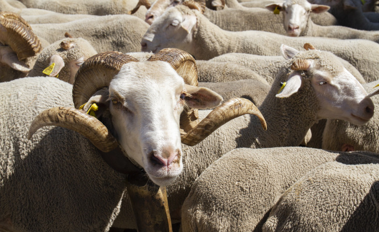 Nueva Zelanda presenta un plan para imponer tasas por los eructos de ovejas y vacas