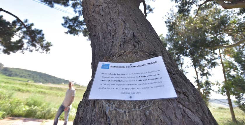 Vecinos de Los Rosales quieren evitar una tala en la carretera de los  Fuertes