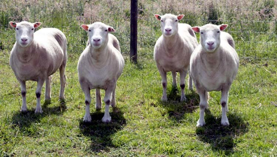 Los clones de la oveja Dolly crecen sanos y con normalidad