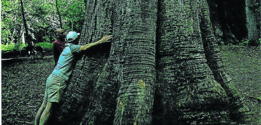 O catálogo galego de árbores senlleiras busca conservar o patrimonio natural