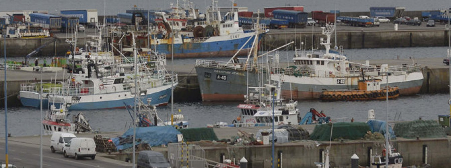 El pescado subastado en la Lonja  aumentó un 8% en cinco años