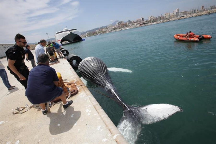 Hallan el cadáver de una cría de ballena