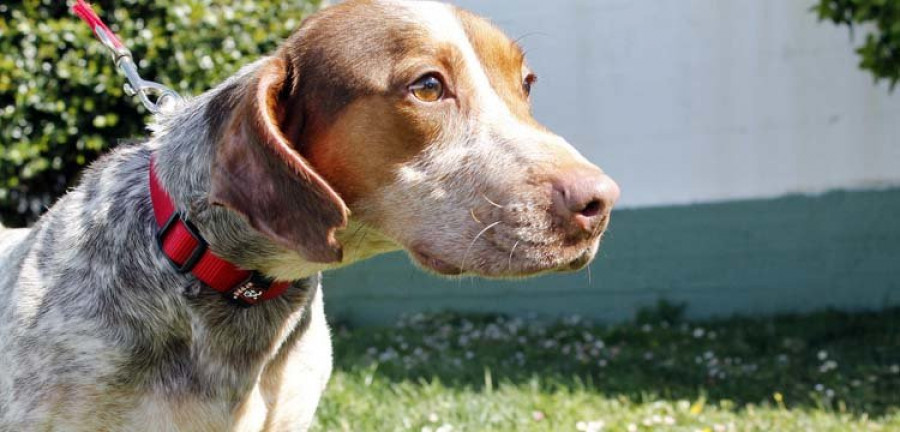 El centro de lacería municipal logró 
la adopción de 
más de doscientos animales en 2016