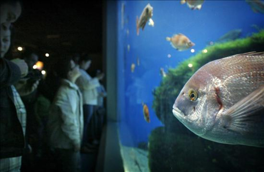 El Acuario Finisterrae de A Coruña incorpora una veintena de lampreas