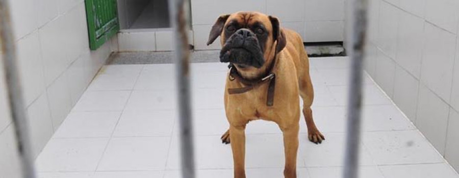El 70% de los perros custodiados por el servicio de lacería encontró un hogar