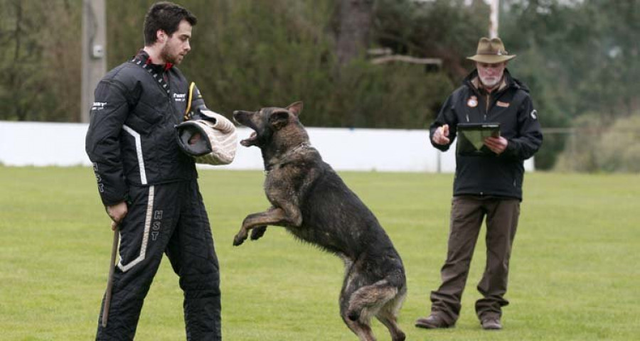 Arteixo corona a los héroes de cuatro patas