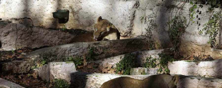 El hombre que se cayó a la zona  de los leones del Zoo de Barcelona continúa en estado crítico