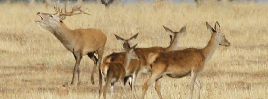 El otoño da la bienvenida a la berrea en el parque de Cabañeros