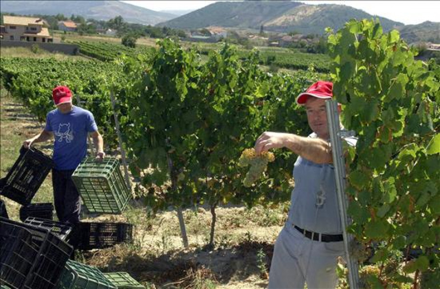 Ribeira Sacra incrementó el volumen de ventas un 10 por ciento en el primer semestre