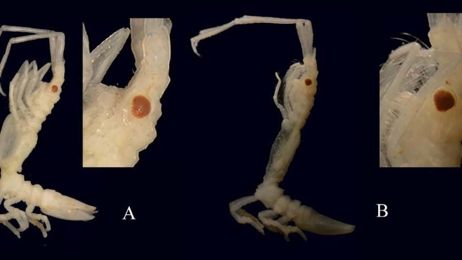 Hallan una nueva especie de crustáceo “arbustivo” en el Cantábrico asturiano