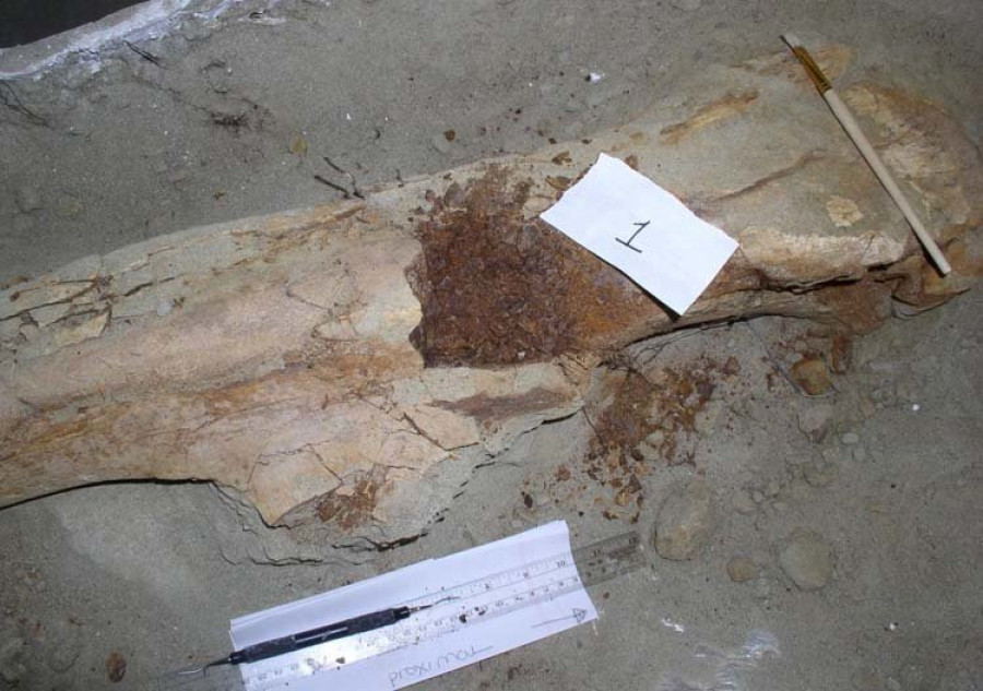 Científicos consiguen recuperar  las proteínas de un dinosuario