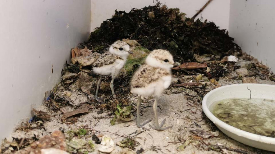 Nacen dos aves protegidas en el centro de fauna salvaje de Santa Cruz