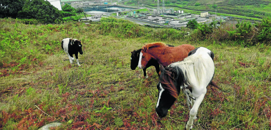 Los vecinos de  Feáns denuncian el peligro que ofrece  el ganado suelto en  la carretera de Uxes
