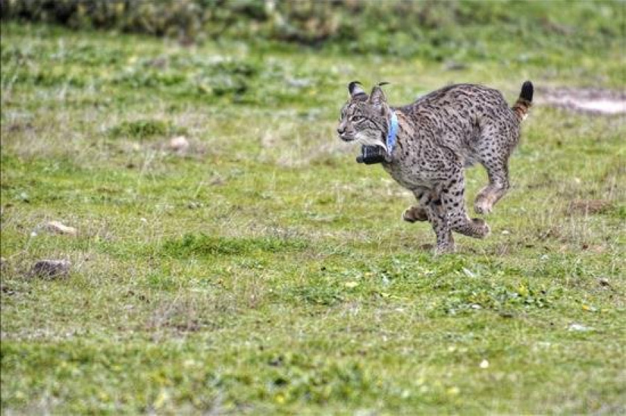 2015, un año en el que puede disminuir la tasa de reproducción del lince