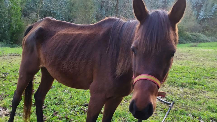 Dos caballos atados y malnutridos en Oza-Cesuras