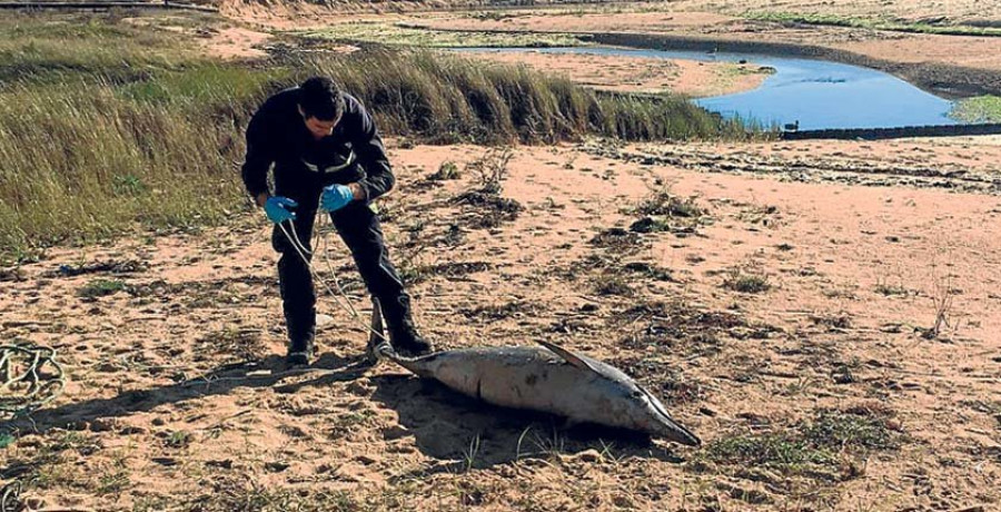 Rescatan a tres delfines varados en las costas de Ribeira