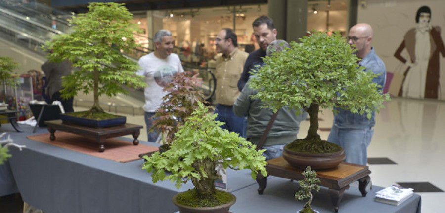 El centro comercial Los Rosales organiza visitas guiadas y consultoría sobre los bonsáis