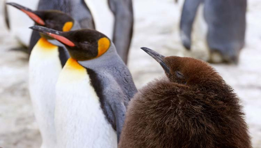 Un fósil remonta a los pingüinos hasta la era de los dinosaurios