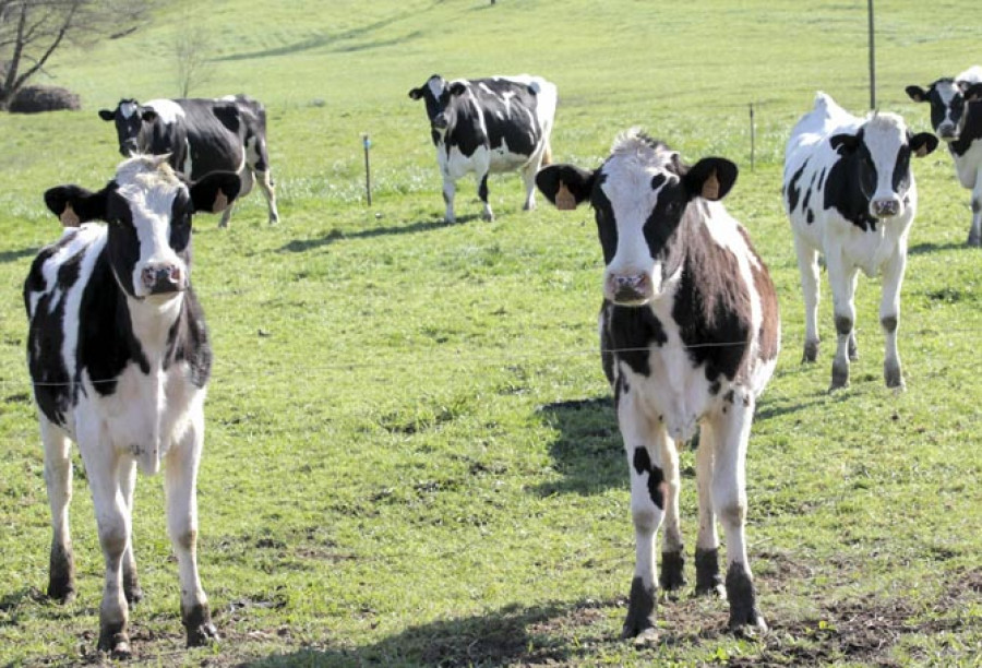 Los ganaderos preparan con los transportistas la huelga de entregas de leche