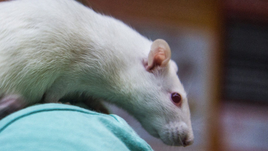 Logran ratones más longevos sin cáncer y sin colesterol