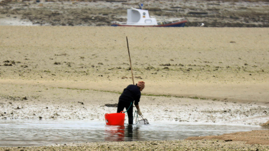 Las capturas de berberecho y almeja babosa en la ría cayeron por encima del 90% en 30 años