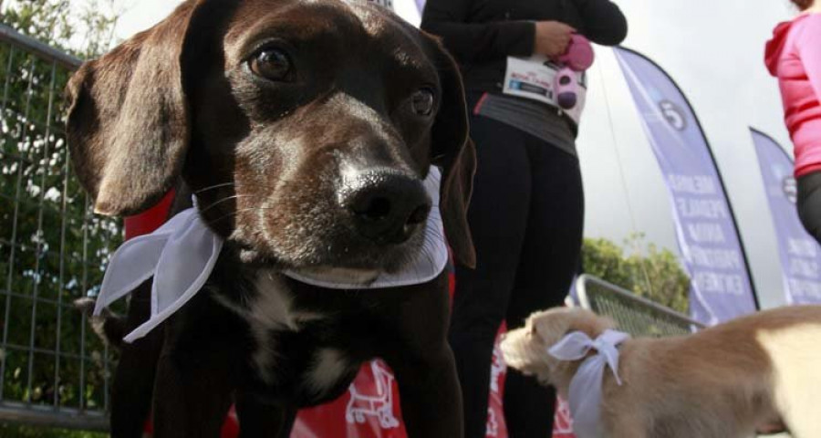 Perros y dueños correrán juntos con el objetivo de recaudar dinero para las protectoras