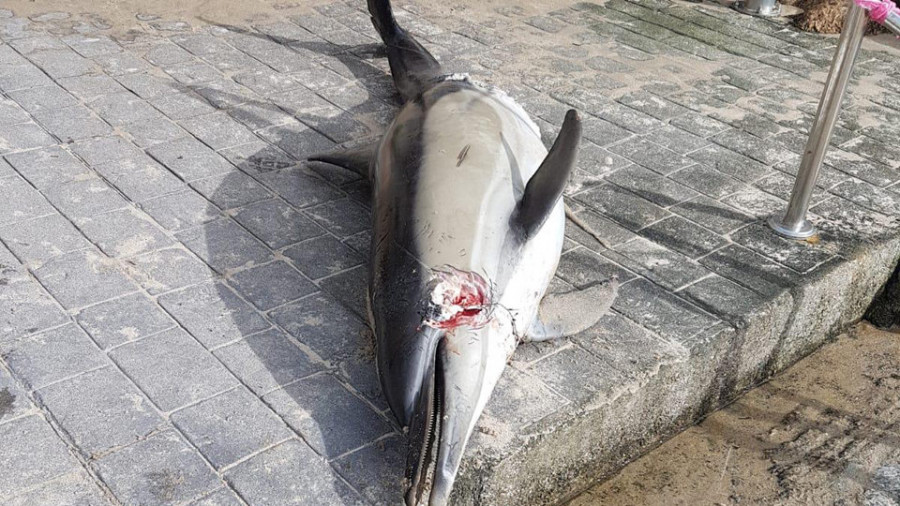 El oleaje arrastra hasta las playas del Matadero y Bens  dos delfines muertos