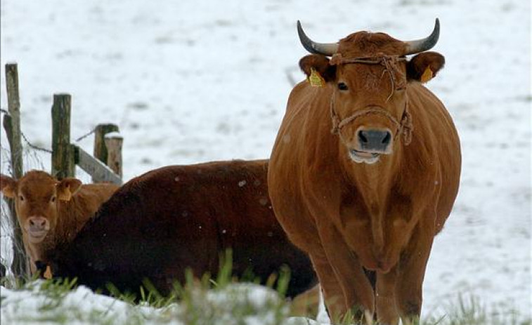 Nueva puja de vacas de rubia gallega de Abegondo