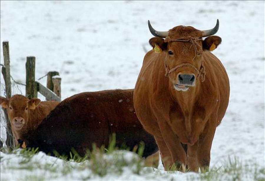 Nueva puja de vacas de rubia gallega de Abegondo