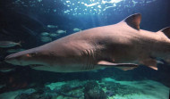 El acuario intentará incorporar este año una pareja de tiburones toro
