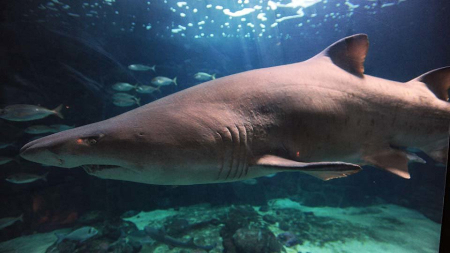 El acuario intentará incorporar este año una pareja de tiburones toro