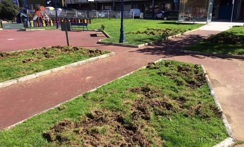La presencia de jabalíes en áreas urbanas próximas a la AP-9 causa indignación en Culleredo