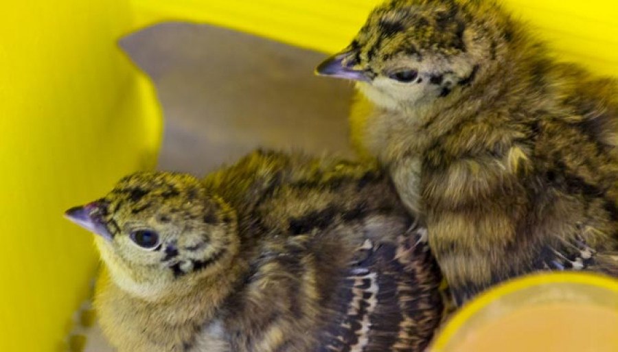 Nacen los primeros polluelos de urogallo en un zoológico de lugo