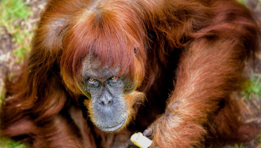 El zoo de perth ya puede presumir de la orangutana más vieja del mundo