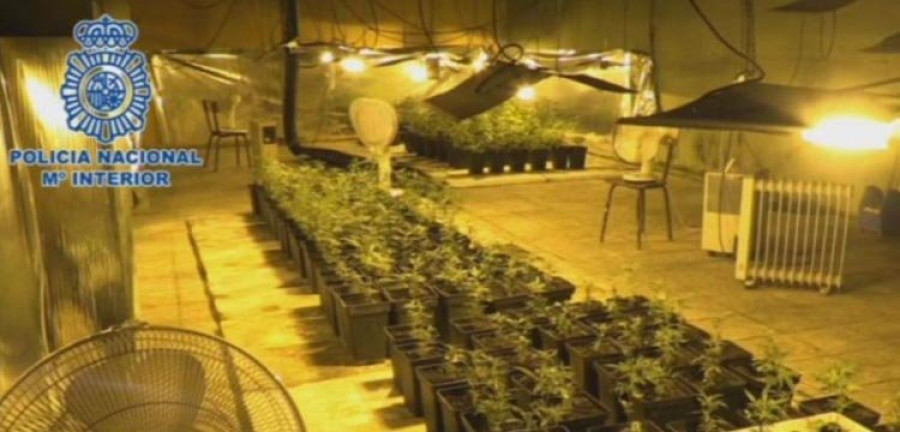 Desmantelan tres macroplantaciones de marihuana en Bergondo e Irixoa