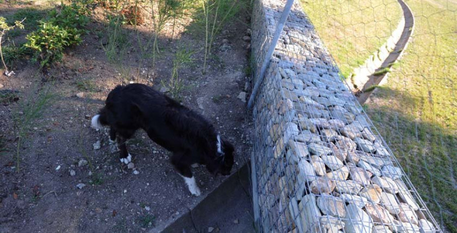 Usuarios del área canina del parque de Bens denuncian deficiencias 
en el espacio