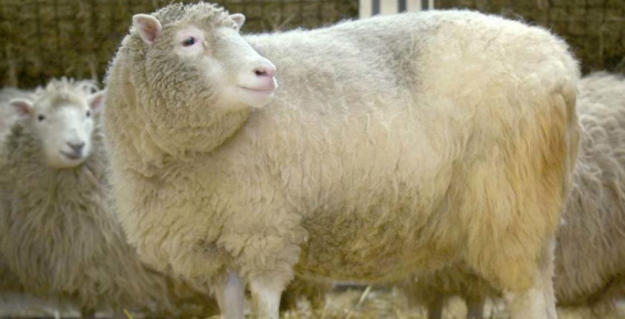 El intento de secuestrar 
a la oveja Dolly en 1998