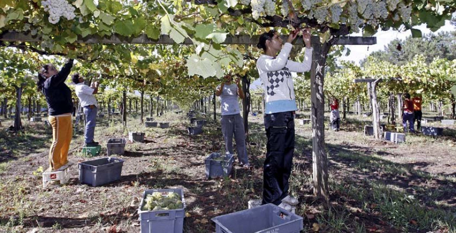 La uva gallega es capaz de afrontar el cambio climático